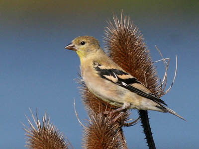 Photo of American Goldfinch on teasel Photo of American Goldfinch on teasel