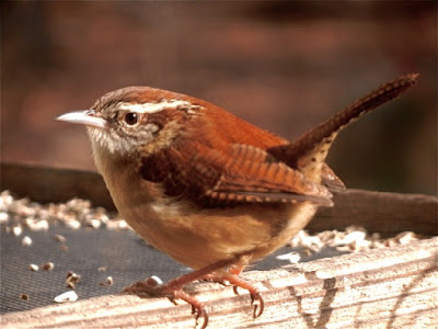 photo owned and copyright Brigitte Hartke 2017 Carolina wren