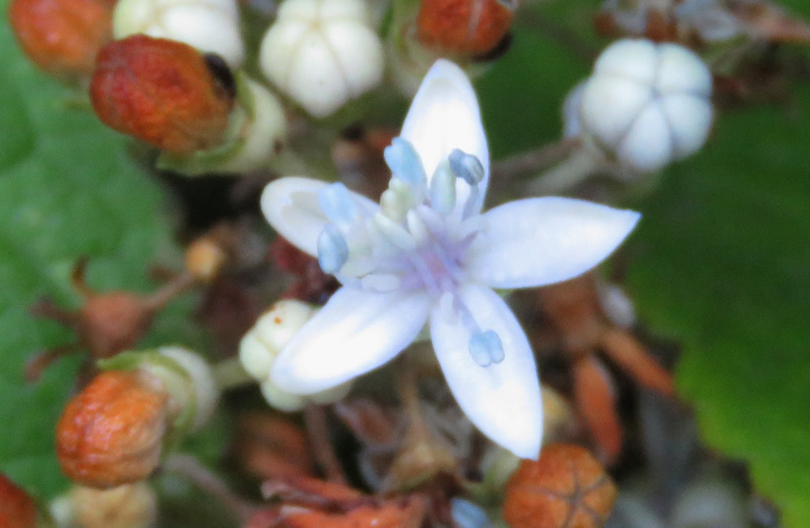 Hydrangea Autumn Leaves Stock Photos Hydrangea Autumn Leaves