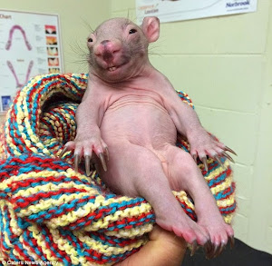 CUTE AND BALD BABY WOMBAT LEAH