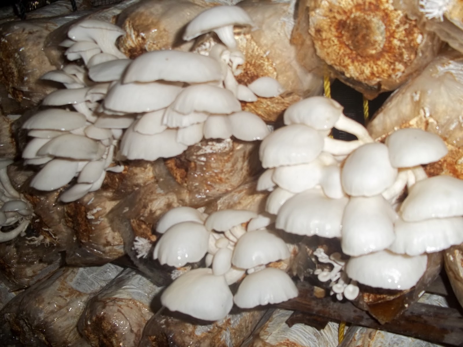 densiusman BUDI DAYA JAMUR TIRAM PUTIH