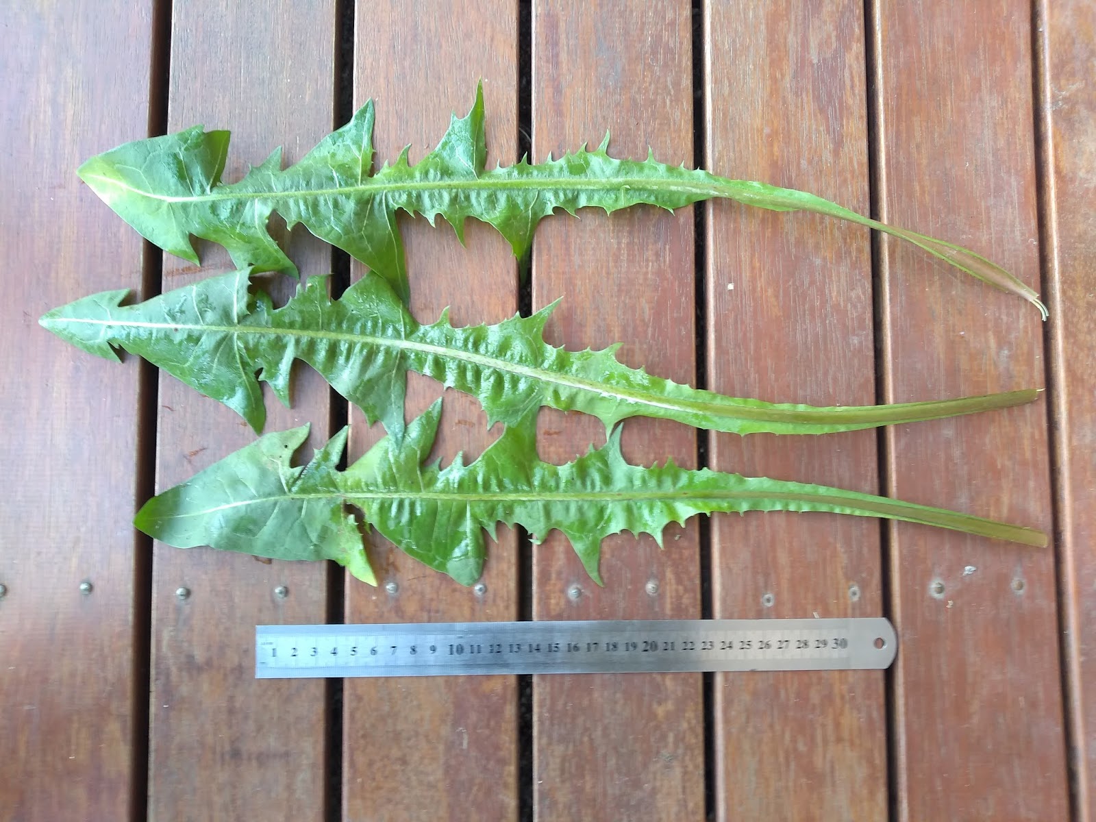 Mudflower Giant Edible Dandelions