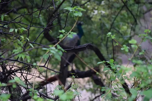 Jim Corbett National Park