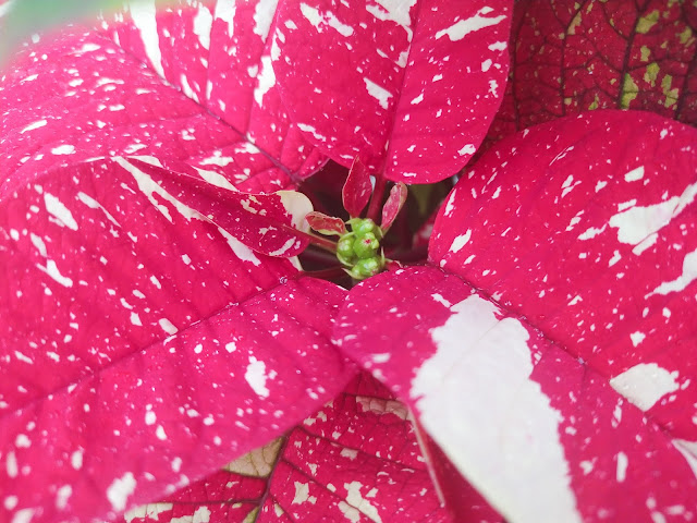 Flor de Pascua, pascuero o poinsettia (Euphorbia pulcherrima 'Superba Glitter').