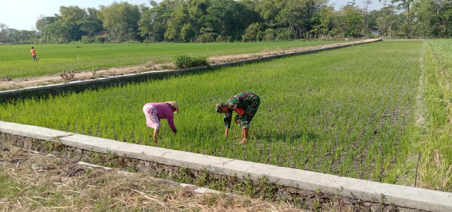 Kepuasan Babinsa Bisa Dampingi Petani Di Sawah   