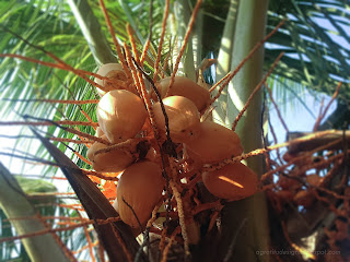 Coconut Yellow Fruit Cocos Capitata Or Kelapa Kuning In Front Of The House, Badung, Bali, Indonesia