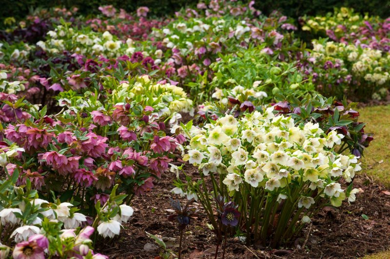 Eléboros jardín invierno Helleborus