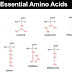 Aminoácidos Essenciais: Funções, Requisitos e Fontes Alimentares
