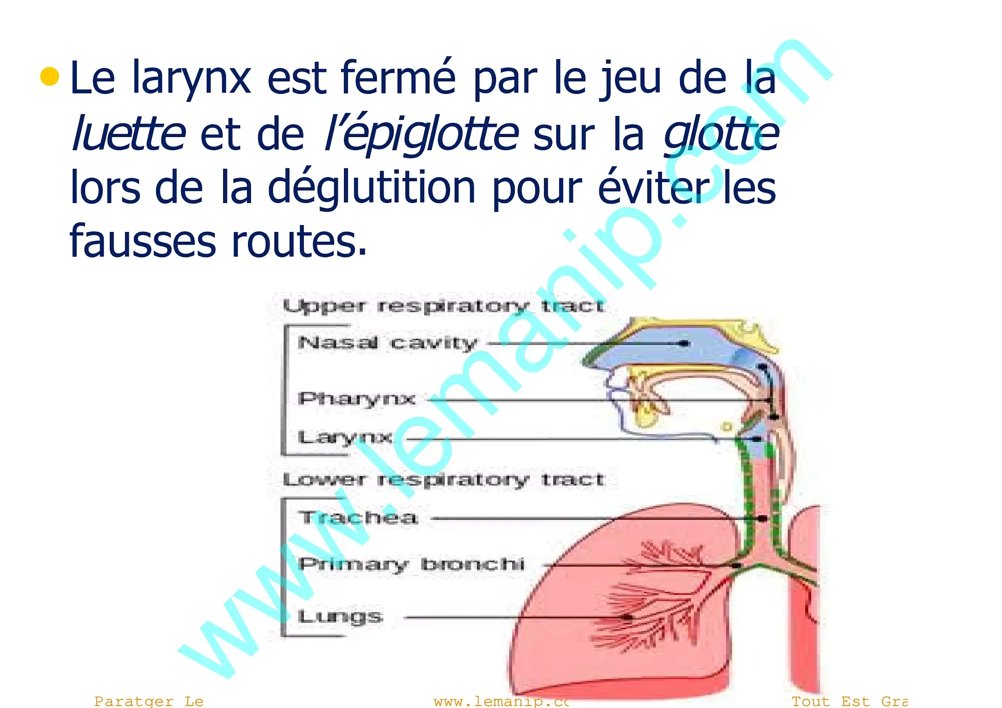 larynx 2