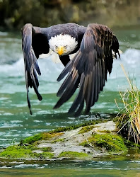 flying birds animals