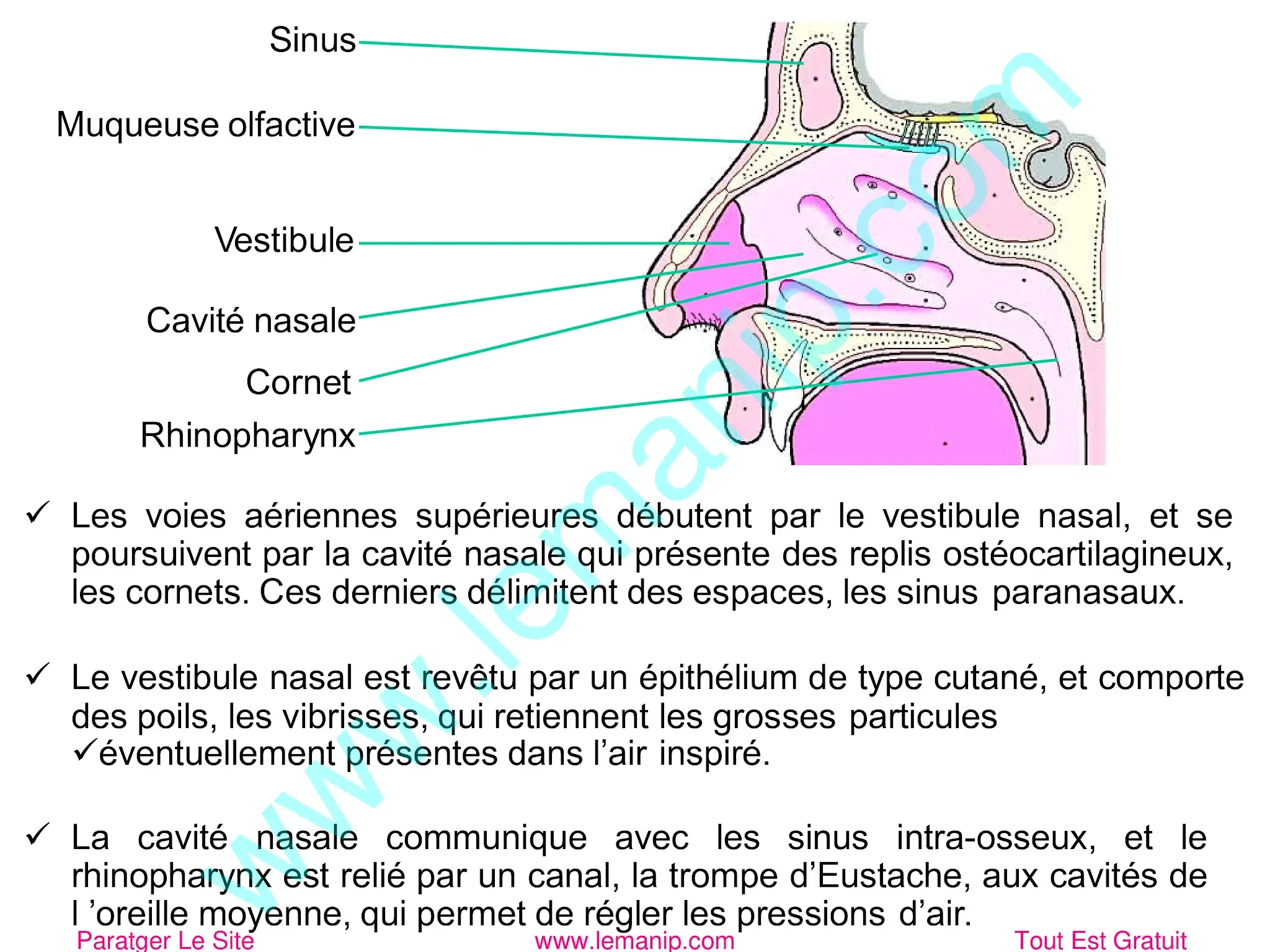 Anatomie Voies aériennes supérieures