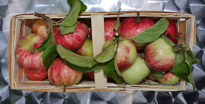 Apfel (Malus) Sorte Langsüßer oder Pommerscher Apfel (Malus)