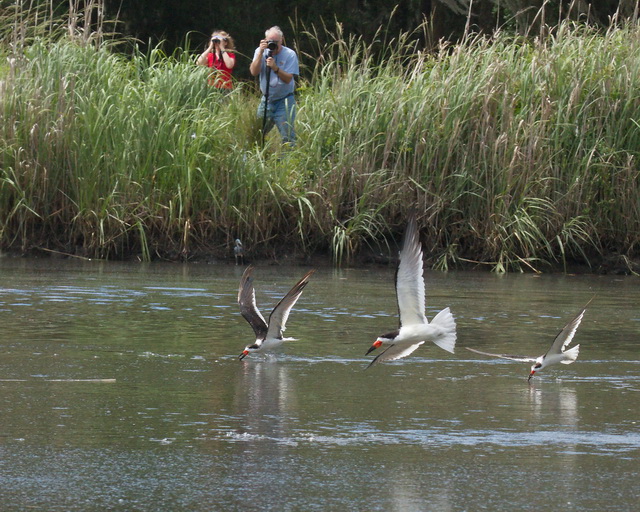 Pluff Mud Perspectives A Visit to Bear Island Wildlife Management Area May 20, 2012