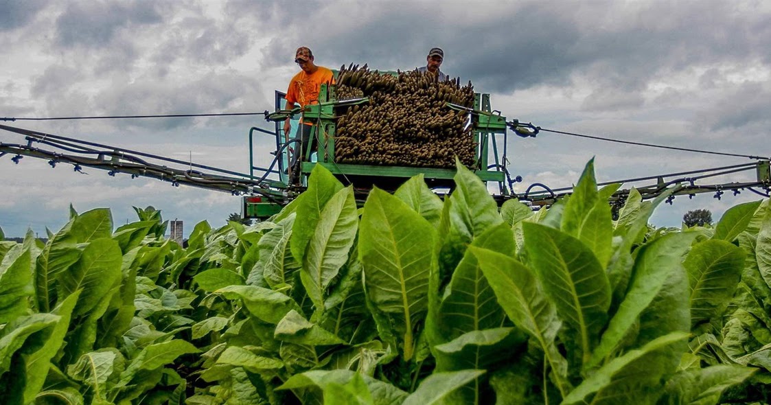 The Rural Blog As move to make 21 legal age to buy tobacco gains steam