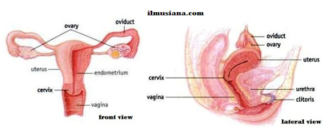  the system does not work until they have been a teenager Reproductive System Human Body