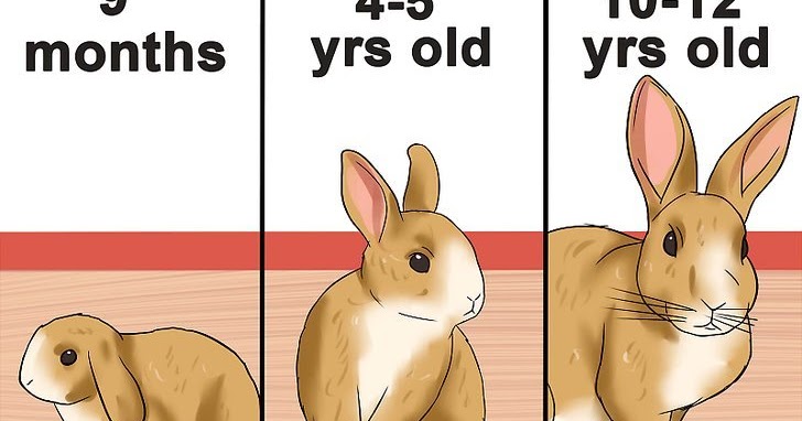 Как определить возраст крольчонка. Возраст зайца. Как узнать возраст кролика. Возраст зайца. Возраст зайца.