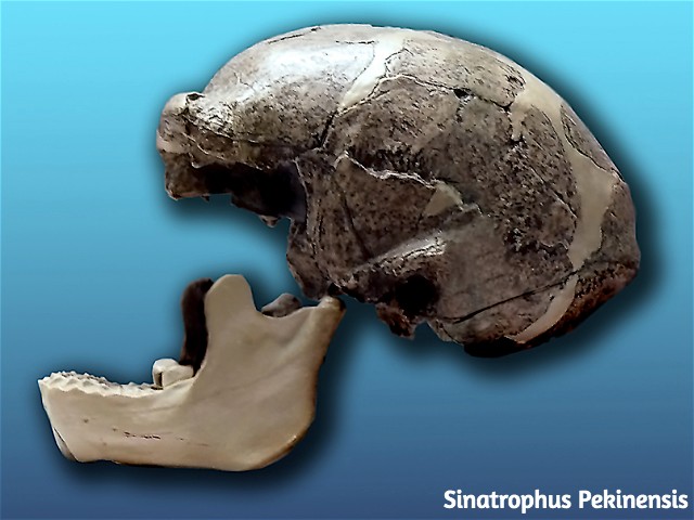 Sinatrophus Pekinensis, homo pekinensis, homo erectus pekinensis, peking man, manusia purba asia