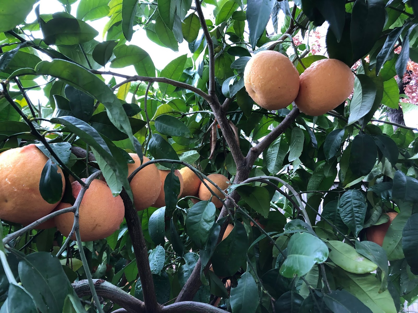 Sacramento, Yolo counties end Oriental fruit fly quarantine