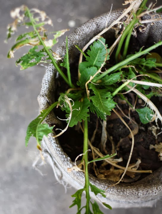Update Harvesting Our Horseradish Root 17 Apart