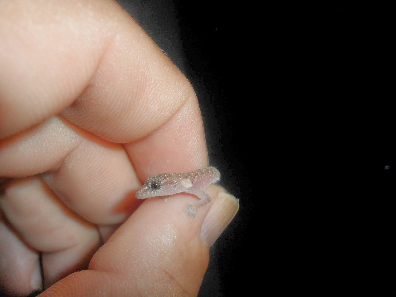 FOTO: Filhote de lagartixa doméstica aparece para receber carinho.