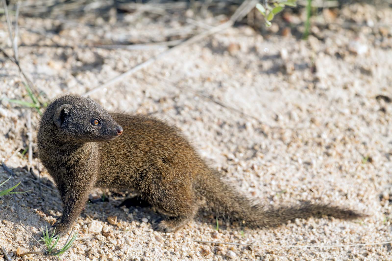 Mongoose carnivorous mammal (Herpestidae) information