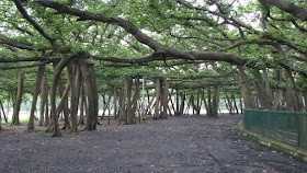 The great banyan tree of Howrah