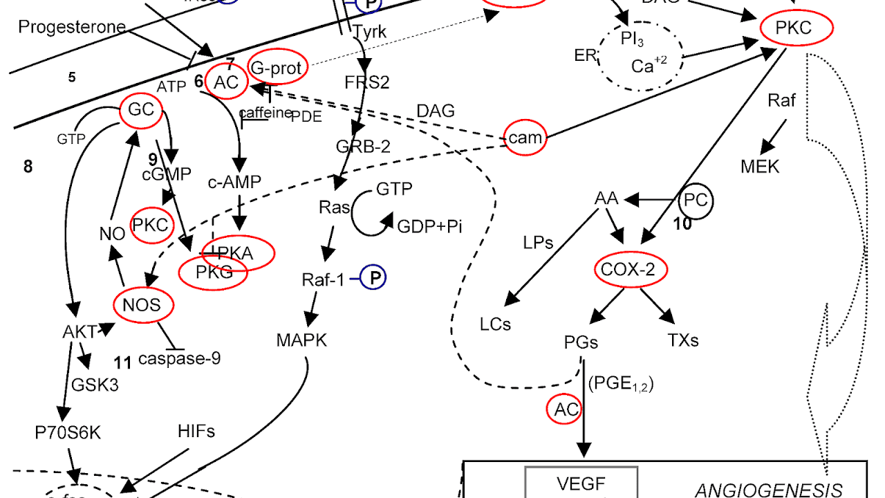 Protein Kinase C Pathway Protein Choices