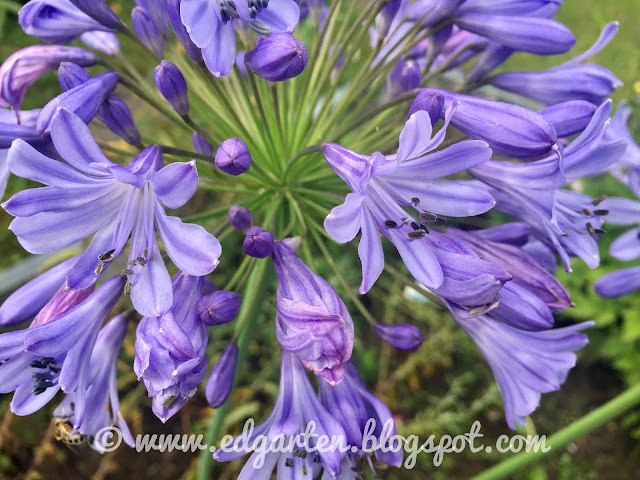 Agapanthus „Dr. Brouwer“