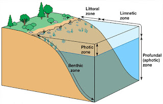 Daerah Bentik adalah daerah dasar danau tempat terdapatnya bentos serta sisa Pengertian Daerah Bentik