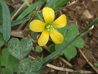 Flor amarilla de Oxalis europaea