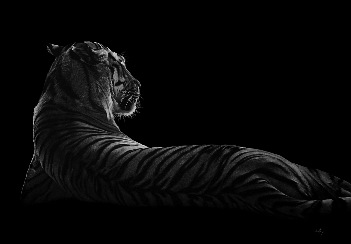 08-Tiger-resting-David-Bayo-White-Charcoal-Animal-Drawings-www-designstack-co