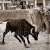 ALBACETE, 100 AÑOS TAURINOS (4) - EMPLAZAMIENTO, FORMA Y MATERIALES