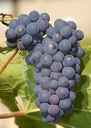 concord grapes grow why massachusetts marble got sweet very they their