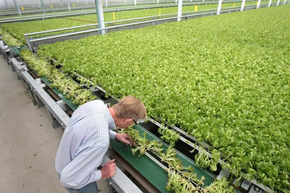 Hydroponics Worker Job Enature Greenhouses Inc. Canada iBuzzUp