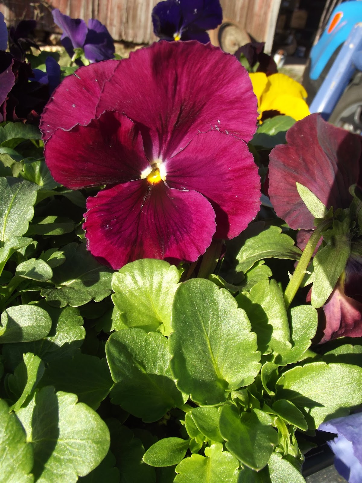 The Old Granite Step A flat of pansies makes me smile.