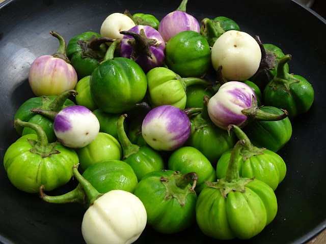 Solanum gilo
