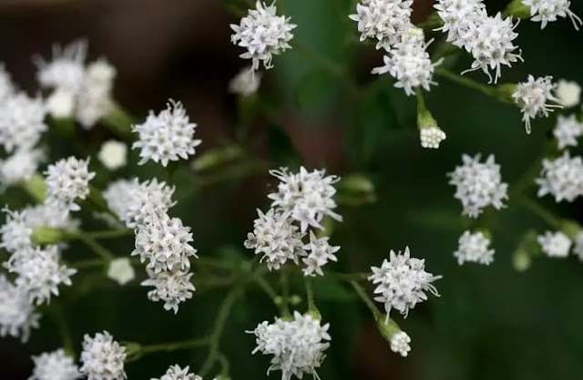 جذور الأفعى البيضاء جذور الأفعى البيضاء