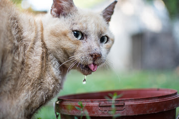 alt="gato con insuficiencia renal cronica bebiendo agua"