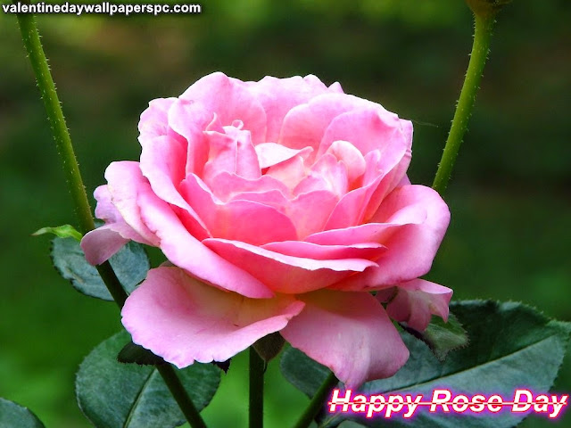 Happy Rose Day Pink Rose Wallpaper Happy Rose Day Pink Rose Wallpaper