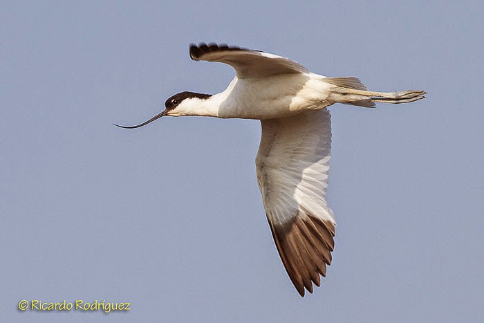 Avoceta en vuelo