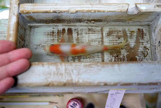  pintura-de-pescados-hiperrealista-riusuke-fukahori-pintor-de-peces