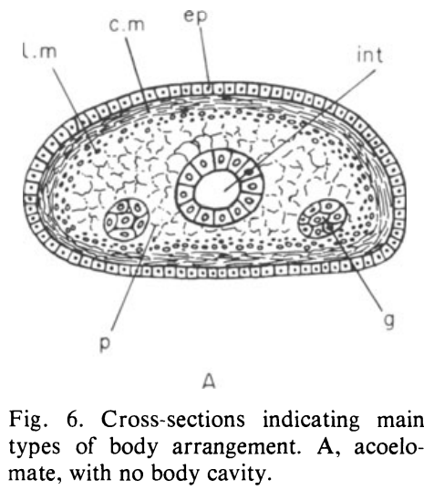 Evolution and Significance of the Coelom