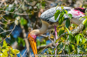 Ranganathittu Birds Painted Stork Ranganathittu Birds Painted Stork