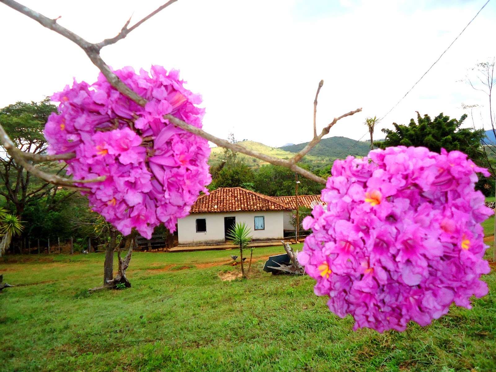 A florada do Ipê Roxo-rosado ~ Conheça Minas