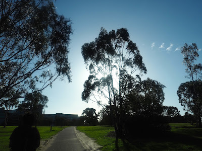 winter sun - royal park melbourne