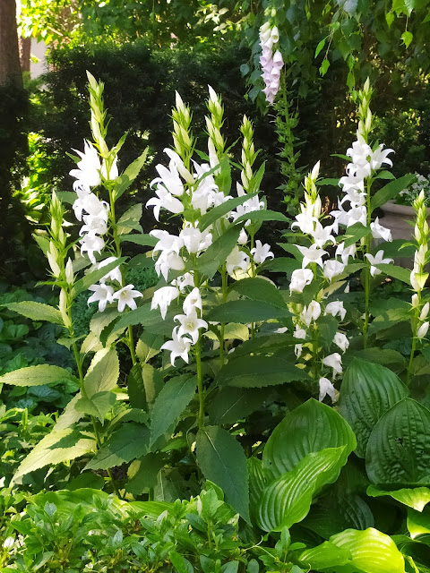 campanula latifolia alba