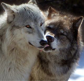 Inspired Admired: Inspired by Wolves: 35 Beautiful Photos