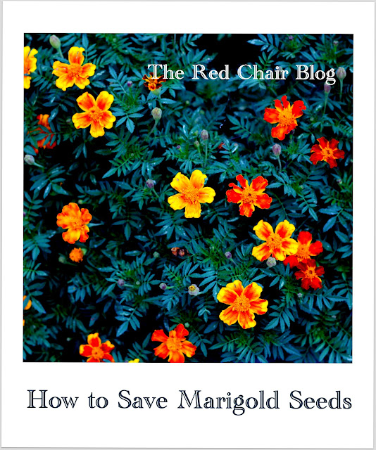 The Red Chair Blog How To Save Marigold Seeds
