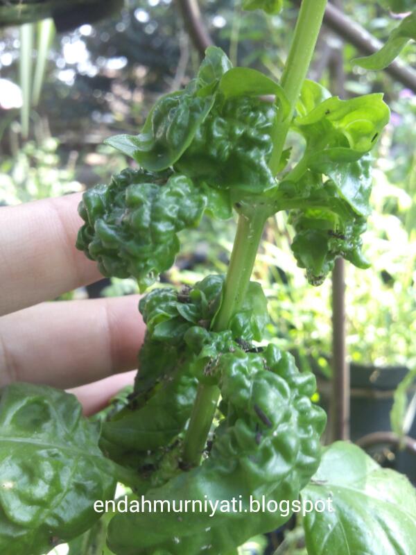 Endah Murniyati's Journey WRINKLED BASIL