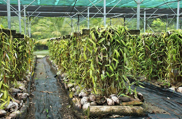Vanilla costs $ 3,000/Kg! This agro-industrial crop is being piloted on 1 hectare of land